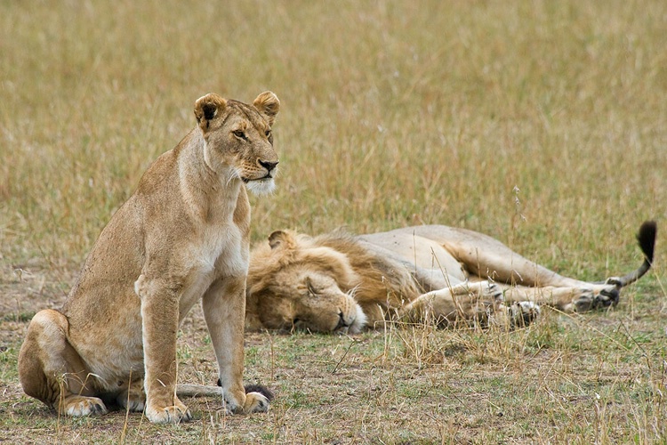 Lion and Lioness - Masai Mara - ID: 8133342 © Larry J. Citra