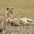 2Lion and Lioness - Masai Mara - ID: 8133342 © Larry J. Citra