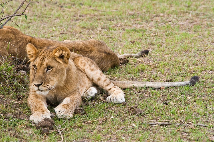 Juvenile Lion cub - Masai Mara - ID: 8133345 © Larry J. Citra