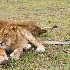 2Juvenile Lion cub - Masai Mara - ID: 8133345 © Larry J. Citra