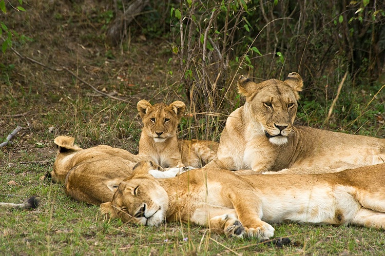Two Lioness with cubs - Masai Mara - ID: 8133349 © Larry J. Citra