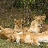 2Two Lioness with cubs - Masai Mara - ID: 8133349 © Larry J. Citra