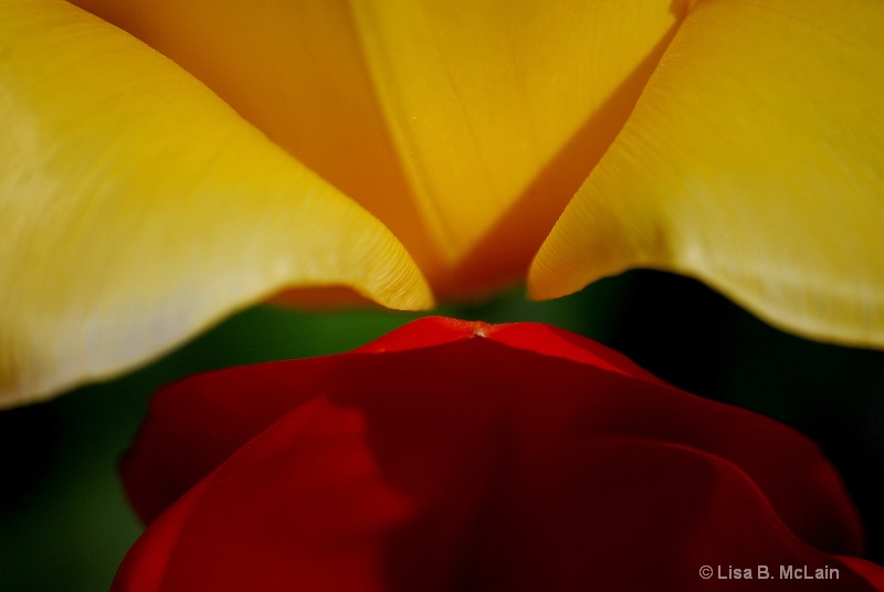 Yellow and red - Tulips 