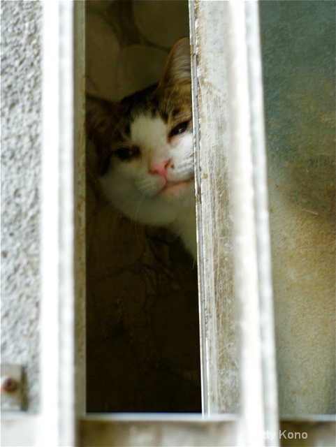 Cat at the Window - ID: 8134276 © Kitty R. Kono