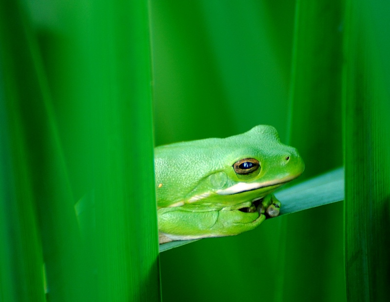 Garden Peeper