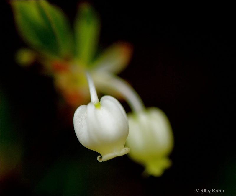 Little White Spring Drops - ID: 8134624 © Kitty R. Kono