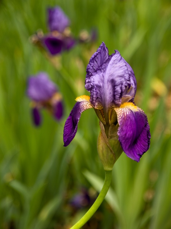 Purple Iris Trio