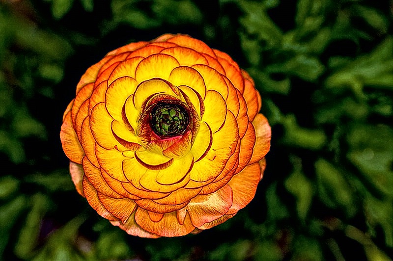 Ranunculus Persian Buttercup