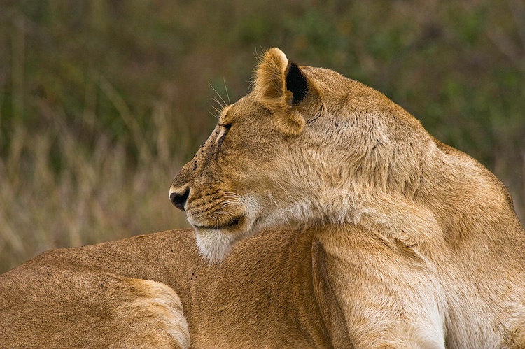 Lioness - profile - Masai Mara - ID: 8135074 © Larry J. Citra