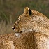2Lioness - profile - Masai Mara - ID: 8135074 © Larry J. Citra