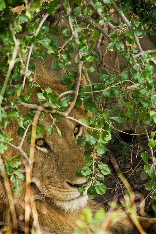Peak! - Lion resting under bush - Masai Mara - ID: 8135075 © Larry J. Citra