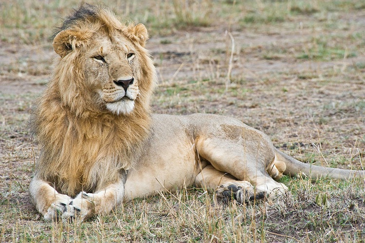 "King of Beasts" - Masai Mara - ID: 8135077 © Larry J. Citra