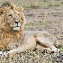 2"King of Beasts" - Masai Mara - ID: 8135077 © Larry J. Citra