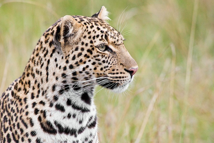 Leopard - Head shot - Masai Mara - ID: 8135080 © Larry J. Citra