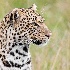 2Leopard - Head shot - Masai Mara - ID: 8135080 © Larry J. Citra