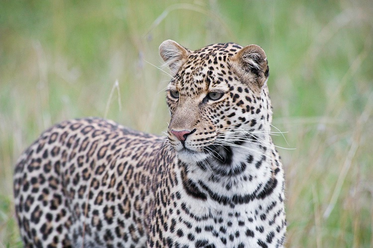 Leopard looking - Masai Mara - ID: 8135108 © Larry J. Citra