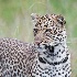 2Leopard looking - Masai Mara - ID: 8135108 © Larry J. Citra