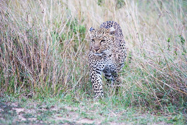 Leopard Stalking in Grass - Masai Mara - ID: 8135109 © Larry J. Citra