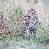 2Leopard Stalking in Grass - Masai Mara - ID: 8135109 © Larry J. Citra