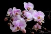 Mass of Orchids