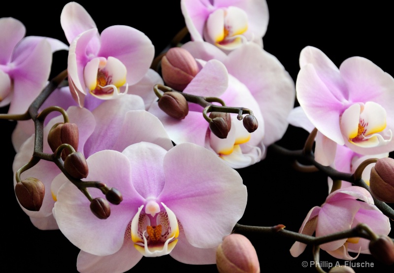 Orchids Close-up