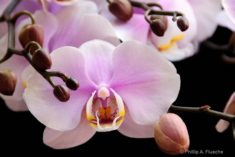Single Orchid and Bud
