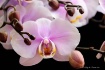 Single Orchid and...