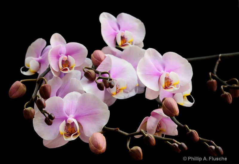 Orchid View