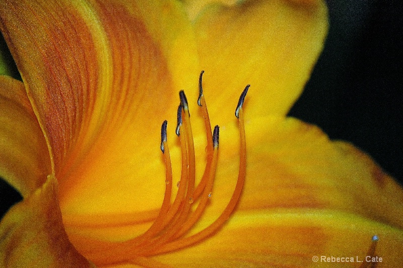 Rise and Shine Day Lily