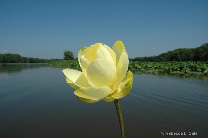 River Water Lily