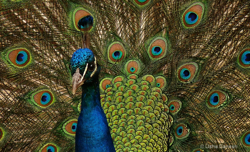 Peacock Full Frame