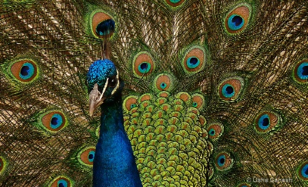 Peacock Full Frame