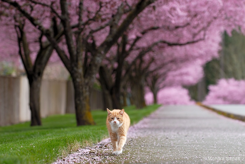 Scarlet's Walk