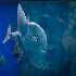 © Endre Balogh PhotoID # 8139405: Flat Shark