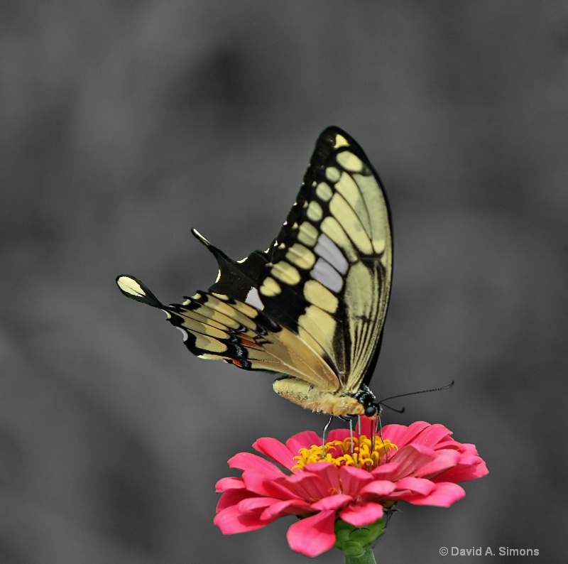 Tiger Swallowtail