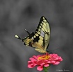 Tiger Swallowtail