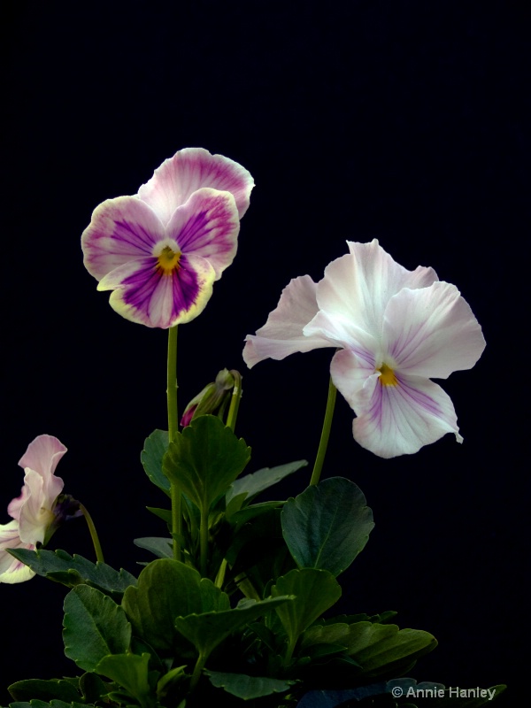 African Violet 1 - ID: 8139849 © Ana Hanley