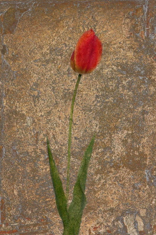 Tulipa Rustica