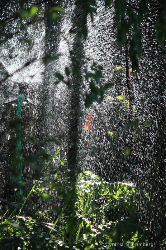 Backyard Rain forest 3 - ID: 8141574 © Cynthia S. Lumberg