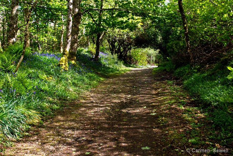 Bluebell Trail, Isle of Skye - ID: 8144833 © Carmen B. Sewell