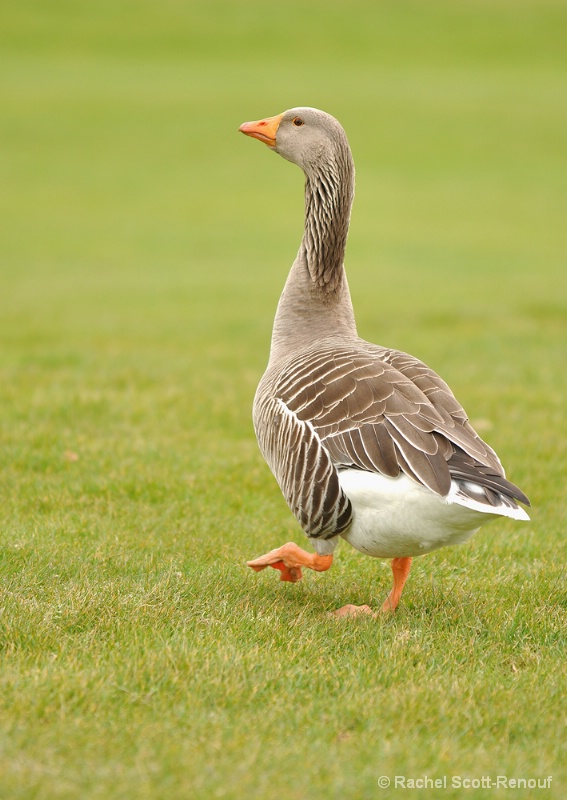 Goose #2