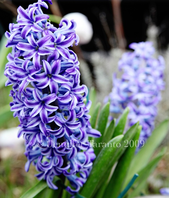 Hyacinth