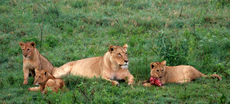 Serengeti Family Dinner
