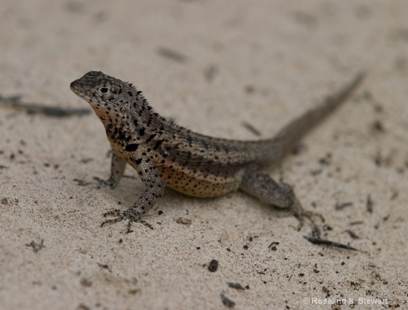 Lava Lizard - ID: 8146269 © ROSALIND S. STEWART
