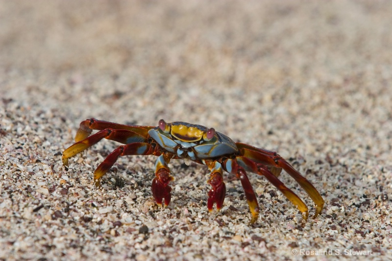 Sally Lightfoot Crab - ID: 8146301 © ROSALIND S. STEWART