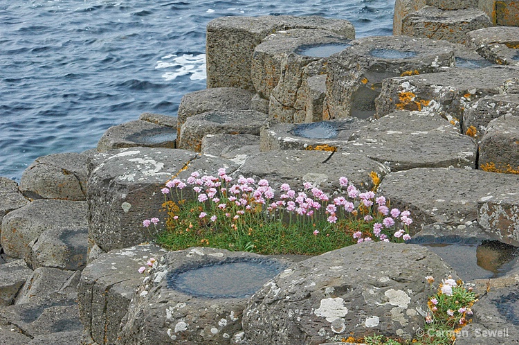 Giant's Causeway with Thrift - ID: 8146777 © Carmen B. Sewell