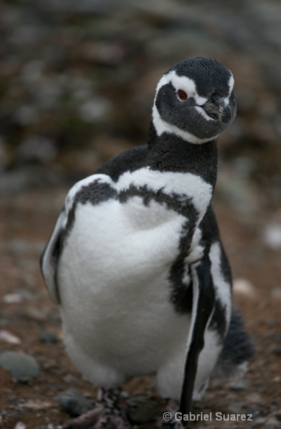pinguino mirando