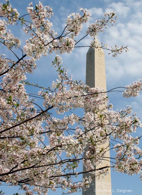 Cherry Blossoms at Washington Monument