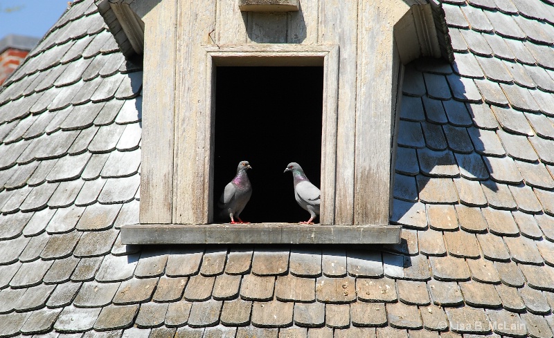 The first pigeon said to the 2nd Pigeon