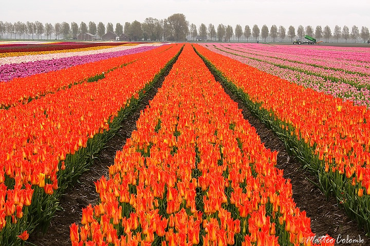 Tulip carpet